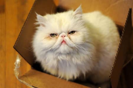 mara pass ak cat hai jis na Lani abhi rabta kro