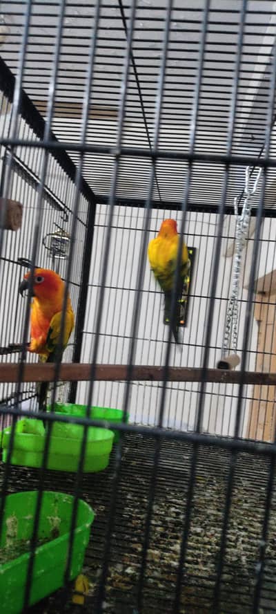 Sunconure Semi Handtame Pair for Sale