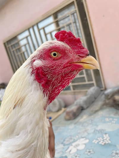 High Quality mianwali Boska breeder Pair