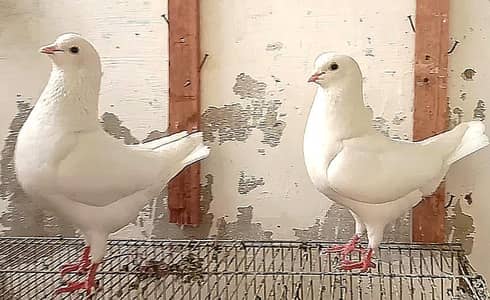 white king fancy pigeons (kabutar) breeder pair