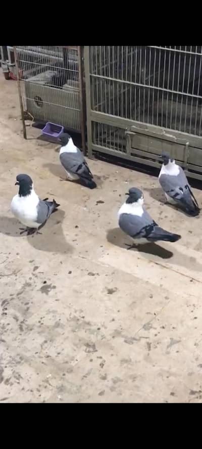 pigeons