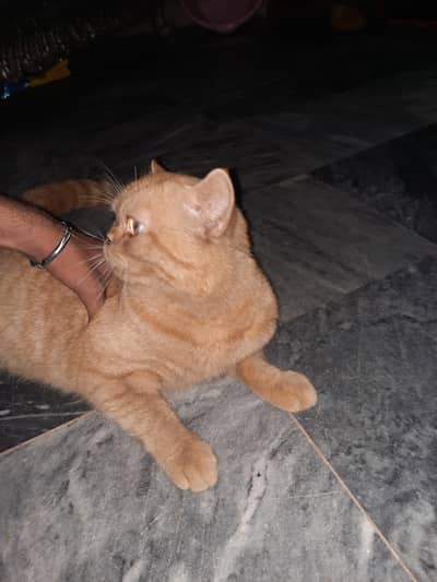 Male Persian Cat Adult