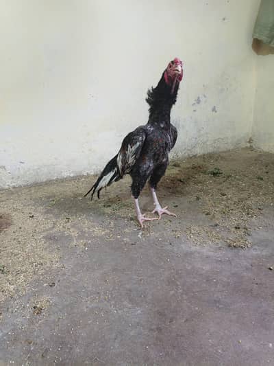 Saleta zer dum 03435635876