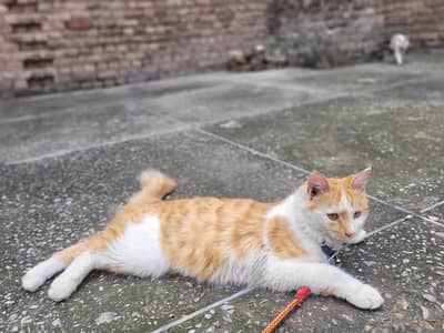 Male Persian Cat double coated.