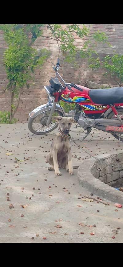 alsation bagyari male hai 3 month ka security ke lia best hai