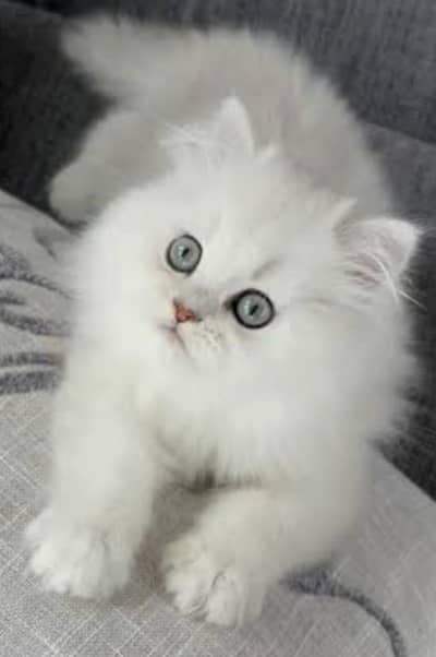 HOME BREED Persian cat Fully trained (03000901264)