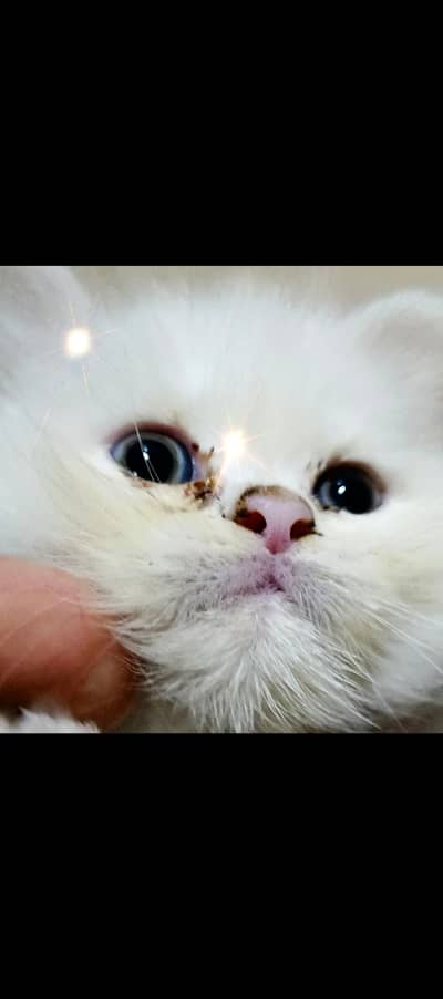 HOME BREED Persian cat Fully trained (03000901264)
