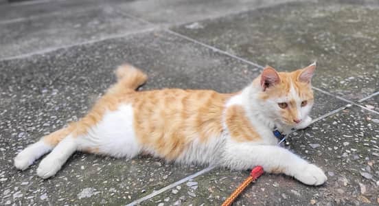 Male Persian Cat double coated.