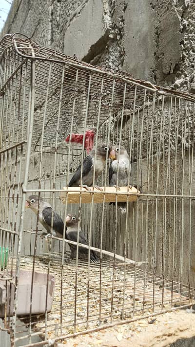 black moved birds black lovers