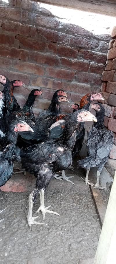 barhmi pakoya assel birds