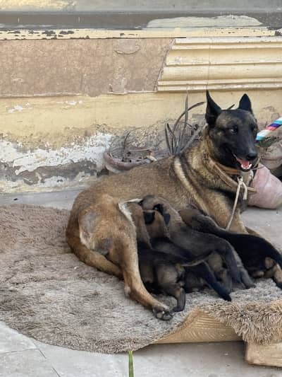 Selling my Balgium Malinois puppies