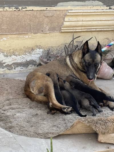 Belguim shephered puppies | belguim puppies | dog pups for sale