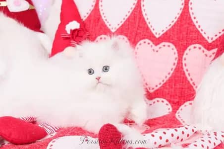 Persian female kitten for sale