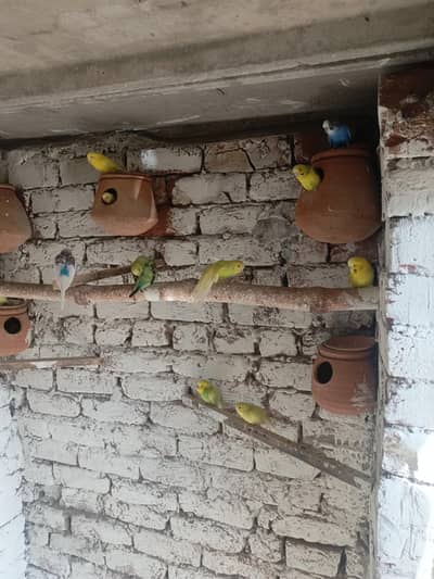 breeders pairs with all parrots includ red eyes coctal parrots