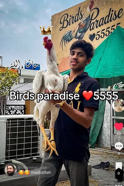 shamo | o shamo | white shamo| King size