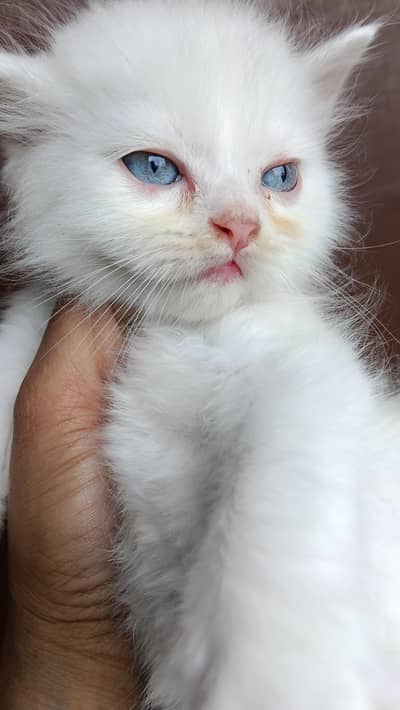beautiful blue eye Kittens gingerfawn and white