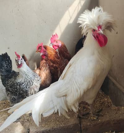 Hen Cock for sale polish cock hen for egg