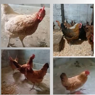 golden misri | desi murghi | eggs laying hens | misri hens