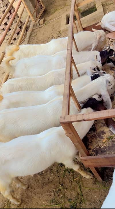 Qurbani Goats 2026 Gulabi/Pateri/sindhi Bakre