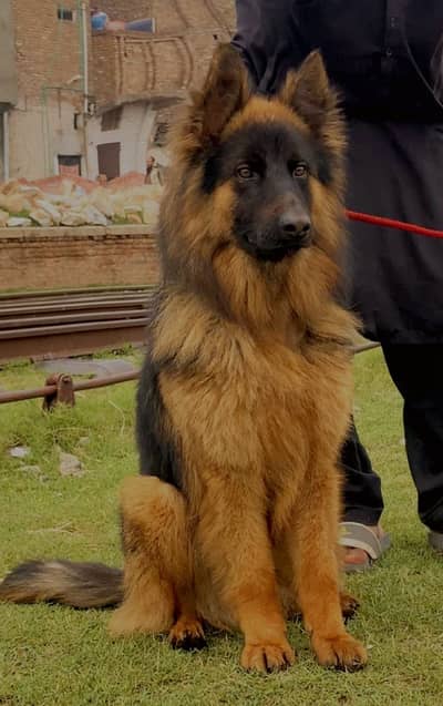 German Shepherd dog | Long Coat male | Dog For Sale | GSD