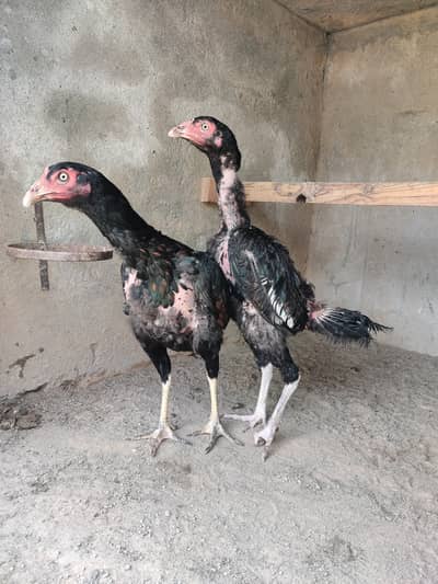 Aseel Hens for sale