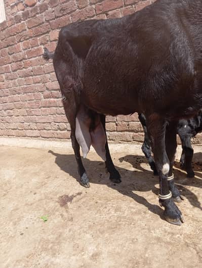 abmsari bakri sath male or female ha