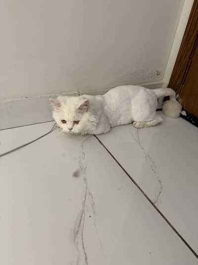 Long hair cat mail liter trand