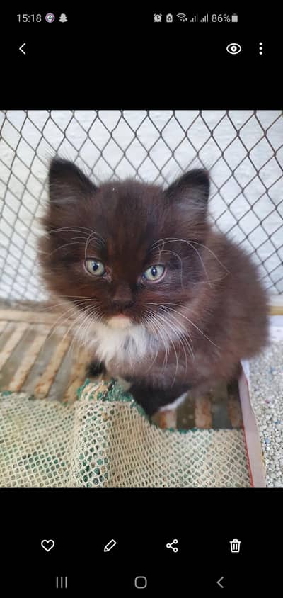 KItten For sale Fully vaccinated  2 month