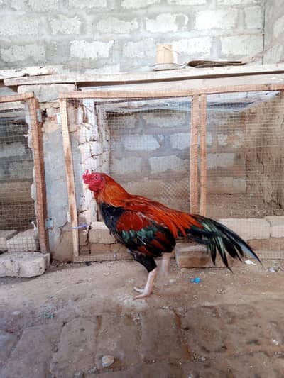 amroha cross breeder for sale