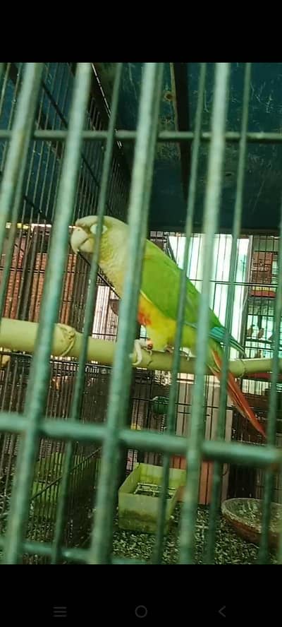 pair with 1 self chik