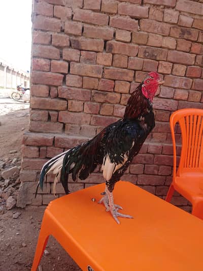 young age full active