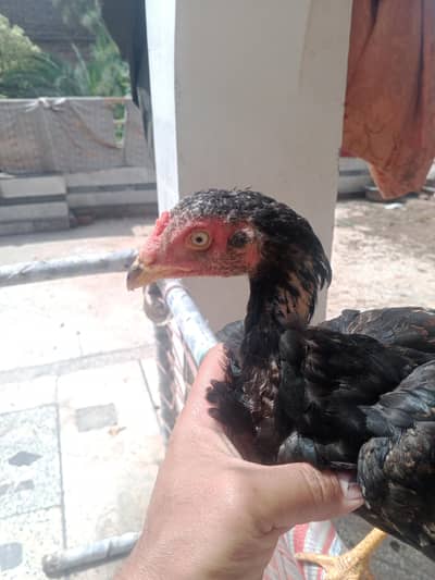 old & pure bloodline chicks 03120556669