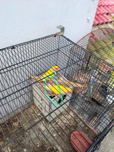 peach faced love birds