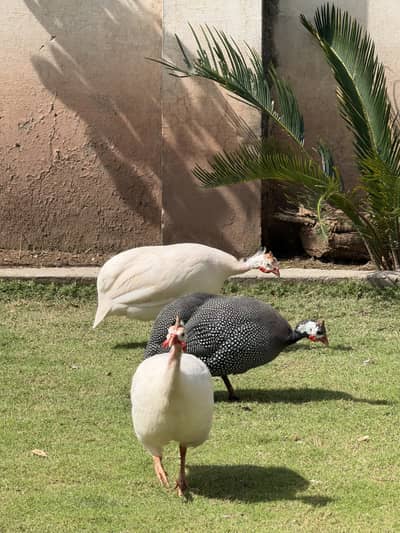3 Teetar (Guinea Fowls/Chinese Murghi)for sale