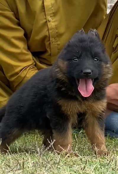 German Shepherd triple Court male 2 month for sale