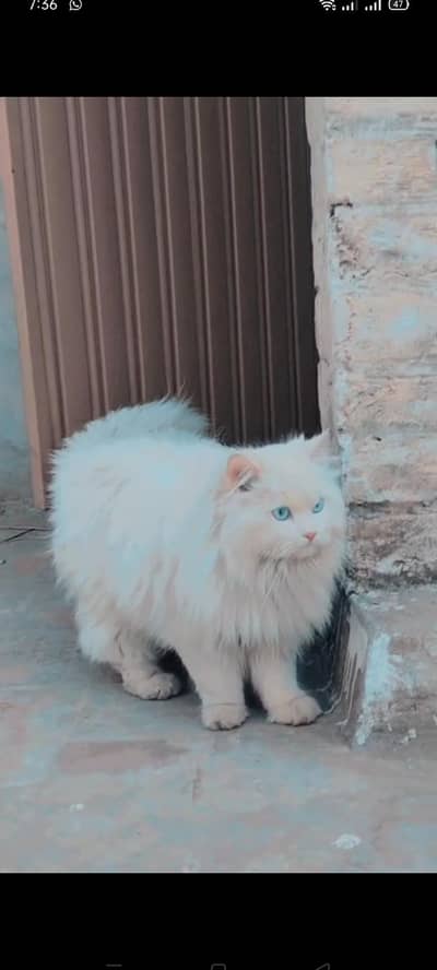 punch face blue eyes tripple coated persian. . num. . 03287672083whatsapp