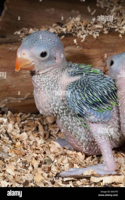 parrot chicks