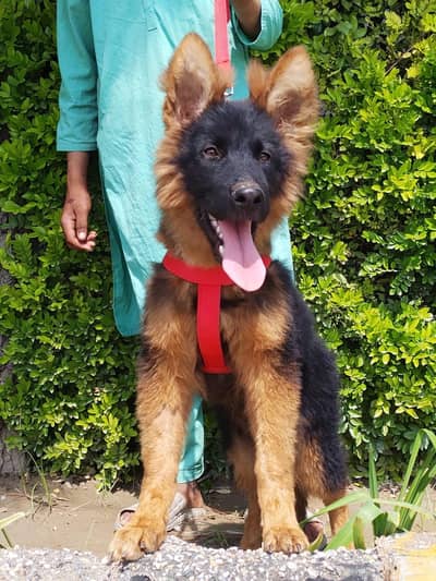 German Shepherd puppy | Long Coat puppies | Dog For Sale | GSD