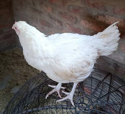 Quality Mianwali Heera Broody Kuruk Pure Asil Hen