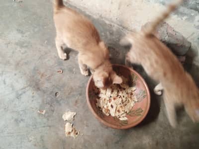 cat sale persion cat