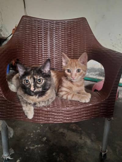 cat sale persion cat