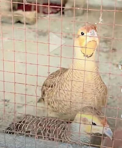 Irani Dakhni Mix Pair