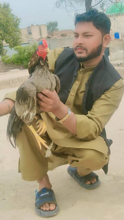 morgha for location lahor canmt