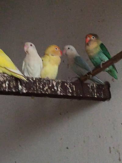 Lovebirds available for sale