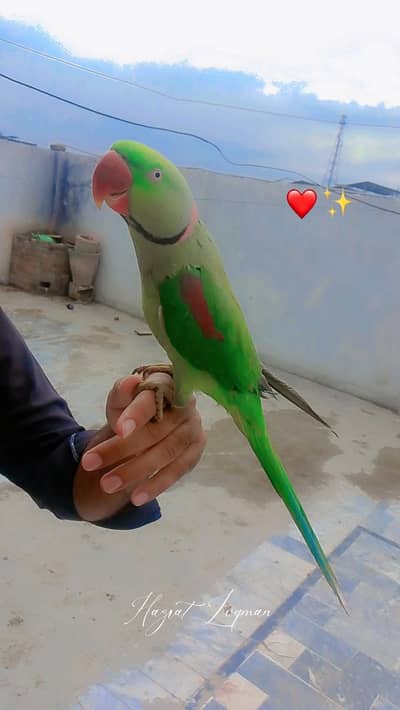 Batho Wala parrot for sale  peshawar
