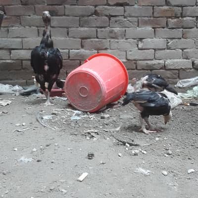 aseel hens with 11 chicks