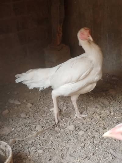 Aseel hen's 03201045171