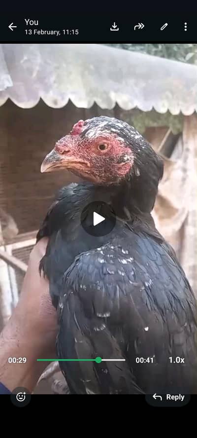 3 aseel madi dastiyab hay