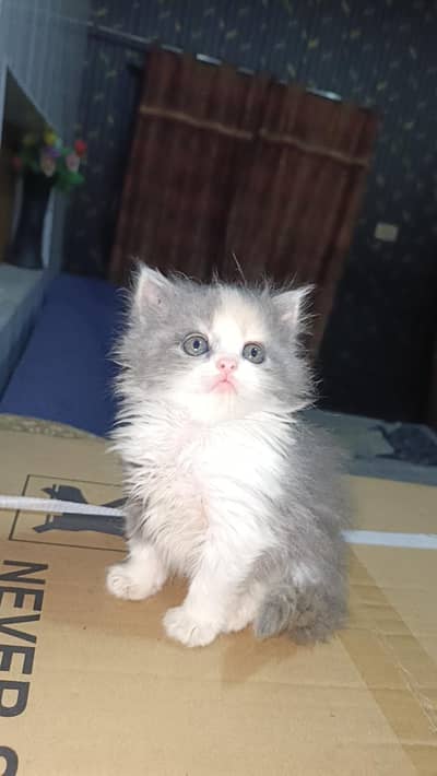 5 kittens available good quality contact 03174451778