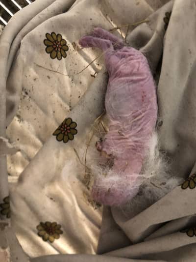 Rabbit setup for sale